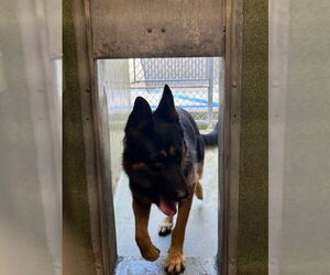 German Shepherd Dog Dogs for adoption in Downey, CA, USA