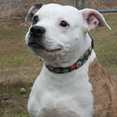 American Pit Bull Terrier-Unknown Mix Dogs for adoption in Potsdam, NY, USA