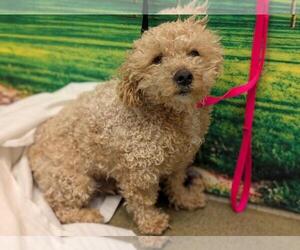 Poodle (Miniature)-Unknown Mix Dogs for adoption in Moreno Valley, CA, USA