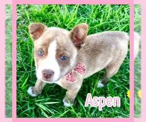 Alaskan Husky Dogs for adoption in Jasper, IN, USA