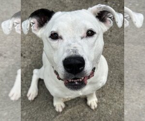 Bullboxer Pit Dogs for adoption in Rockaway, NJ, USA