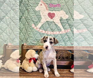 Catahoula Leopard Dog-Unknown Mix Dogs for adoption in Rockaway, NJ, USA
