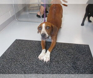 Beagle-Unknown Mix Dogs for adoption in Ocala, FL, USA