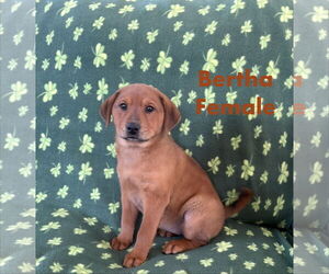 Mutt Dogs for adoption in Jackson Township, NJ, USA