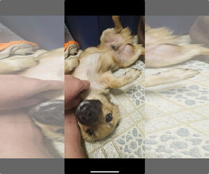 Chihuahua-Unknown Mix Dogs for adoption in New Orleans, LA, USA