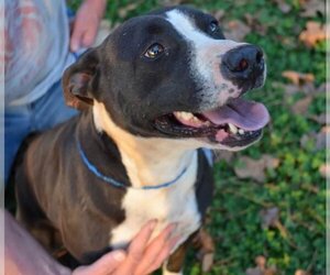 Lab-Pointer Dogs for adoption in Woodstock, GA, USA