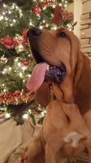 Bloodhound Dogs for adoption in Aurora, CO, USA