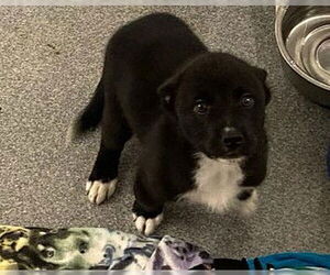 Labrador Retriever-Unknown Mix Dogs for adoption in Orange, CA, USA