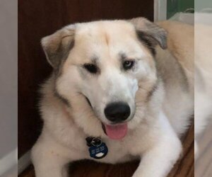 Great Pyrenees Dogs for adoption in Woodland, CA, USA