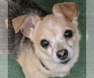 Chihuahua Dogs for adoption in Huntley, IL, USA
