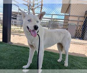 Chow Chow-Siberian Husky Mix Dogs for adoption in HESPERIA, CA, USA