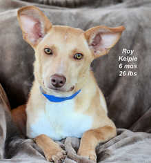 Australian Kelpie Dogs for adoption in Bon Carbo, CO, USA
