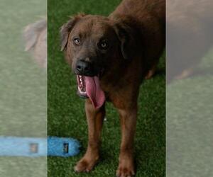 Labrador Retriever Dogs for adoption in Baytown, TX, USA