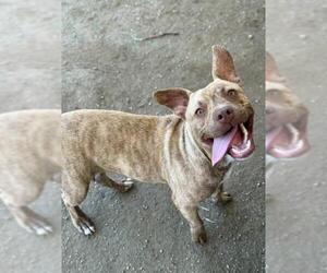 American Pit Bull Terrier-Unknown Mix Dogs for adoption in Riverside, CA, USA