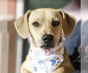 Chiweenie Dogs for adoption in San Antonio, TX, USA