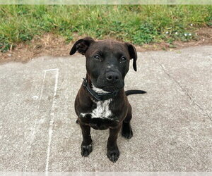 Medium Photo #1 Mutt Puppy For Sale in McKinleyville, CA, USA