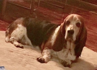 Basset Hound Dogs for adoption in Springfield, IL, USA