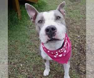 American Staffordshire Terrier-Unknown Mix Dogs for adoption in San Antonio, TX, USA