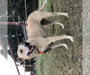 American Pit Bull Terrier-Unknown Mix Dogs for adoption in Royse City , TX, USA
