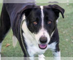 Border Collie Dogs for adoption in Ojai, CA, USA