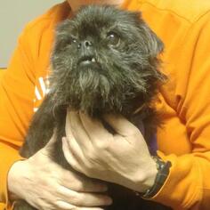 Brussels Griffon Dogs for adoption in Evansville, IN, USA