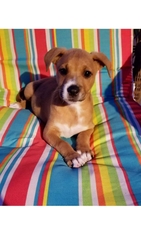 Medium Photo #1 Bulloxer Puppy For Sale in Royse City, TX, USA