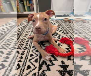 American Pit Bull Terrier-American Staffordshire Terrier Mix Dogs for adoption in Wenonah, NJ, USA