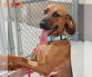 Redbone Coonhound-Unknown Mix Dogs for adoption in Center Township, PA, USA