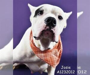 Mutt Dogs for adoption in Bakersfield, CA, USA