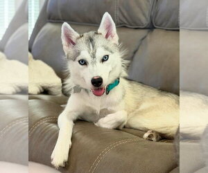 Siberian Husky Dogs for adoption in Carrollton, TX, USA