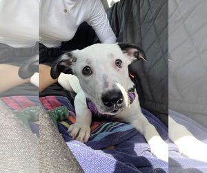 Catahoula Leopard Dog-Labrador Retriever Mix Dogs for adoption in Sanford, FL, USA