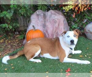 American Foxhound-Catahoula Leopard Dog Mix Dogs for adoption in Oklahoma City, OK, USA