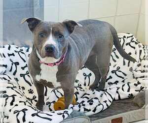 American Pit Bull Terrier-Unknown Mix Dogs for adoption in Derwood, MD, USA