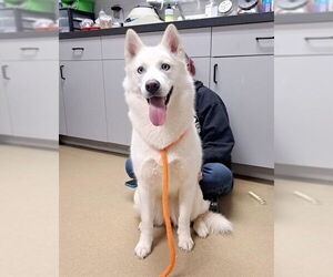 Siberian Husky Dogs for adoption in Easton, MD, USA