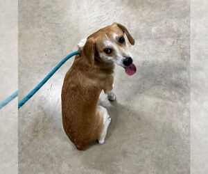 Beagi Dogs for adoption in Pierceton , IN, USA