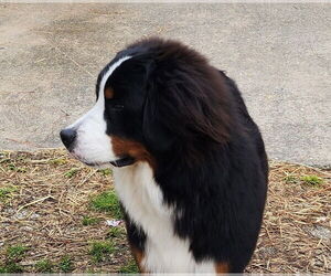 Bernese Mountain Dog Dogs for adoption in Valrico, FL, USA