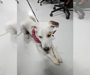 Pointer-Unknown Mix Dogs for adoption in Temple, TX, USA