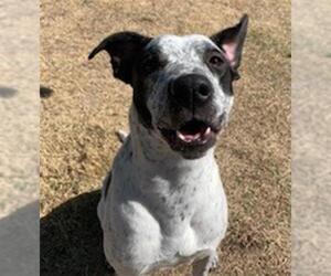 Mutt Dogs for adoption in Temple, TX, USA