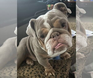 Bulldog Dogs for adoption in La Verne, CA, USA