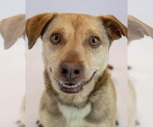 Retriever -Unknown Mix Dogs for adoption in Kennesaw, GA, USA