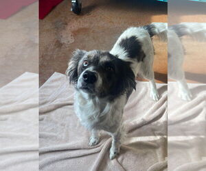 Brittany-English Springer Spaniel Mix Dogs for adoption in Bolivar, MO, USA