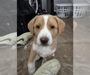 Great Pyrenees-Unknown Mix Dogs for adoption in Camarillo, CA, USA