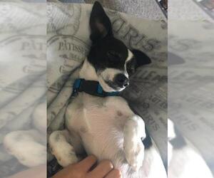 Jack-Rat Terrier Dogs for adoption in San Francisco, CA, USA