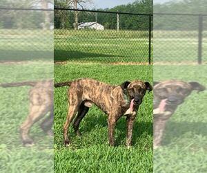 Plott Hound Dogs for adoption in Shreveport, LA, USA