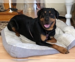 Rottweiler Dogs for adoption in Fremont, CA, USA