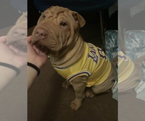 Chinese Shar-Pei Dogs for adoption in Redondo beach, CA, USA