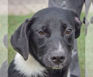 American Staffordshire Terrier-Unknown Mix Dogs for adoption in Huntley, IL, USA