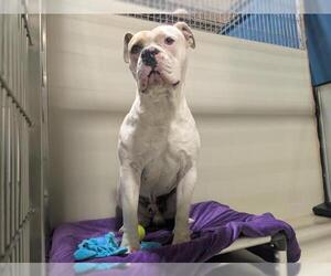 Bulloxer Dogs for adoption in Bakersfield, CA, USA