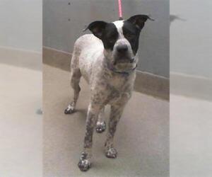 Mutt Dogs for adoption in Las Vegas, NV, USA