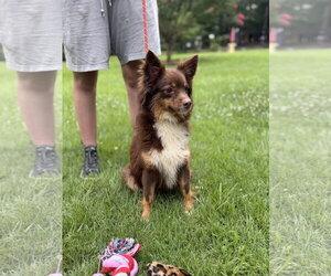 Papillon Dogs for adoption in Yardley, PA, USA